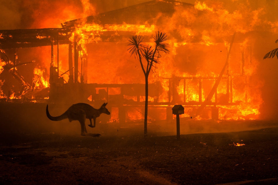 THANK YOU for your contribution to the Australian bushfire relief sale